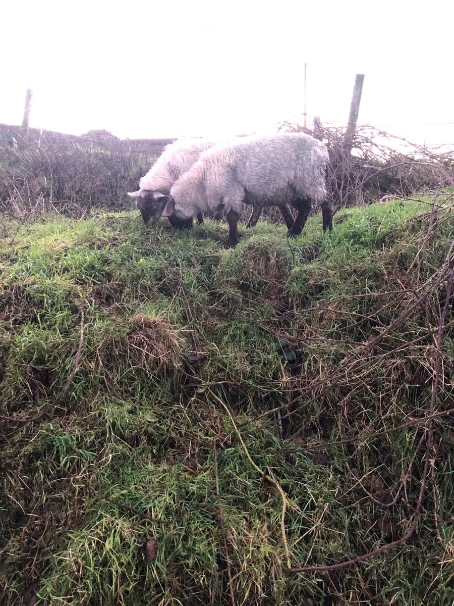 Ewe lambs - Image 2