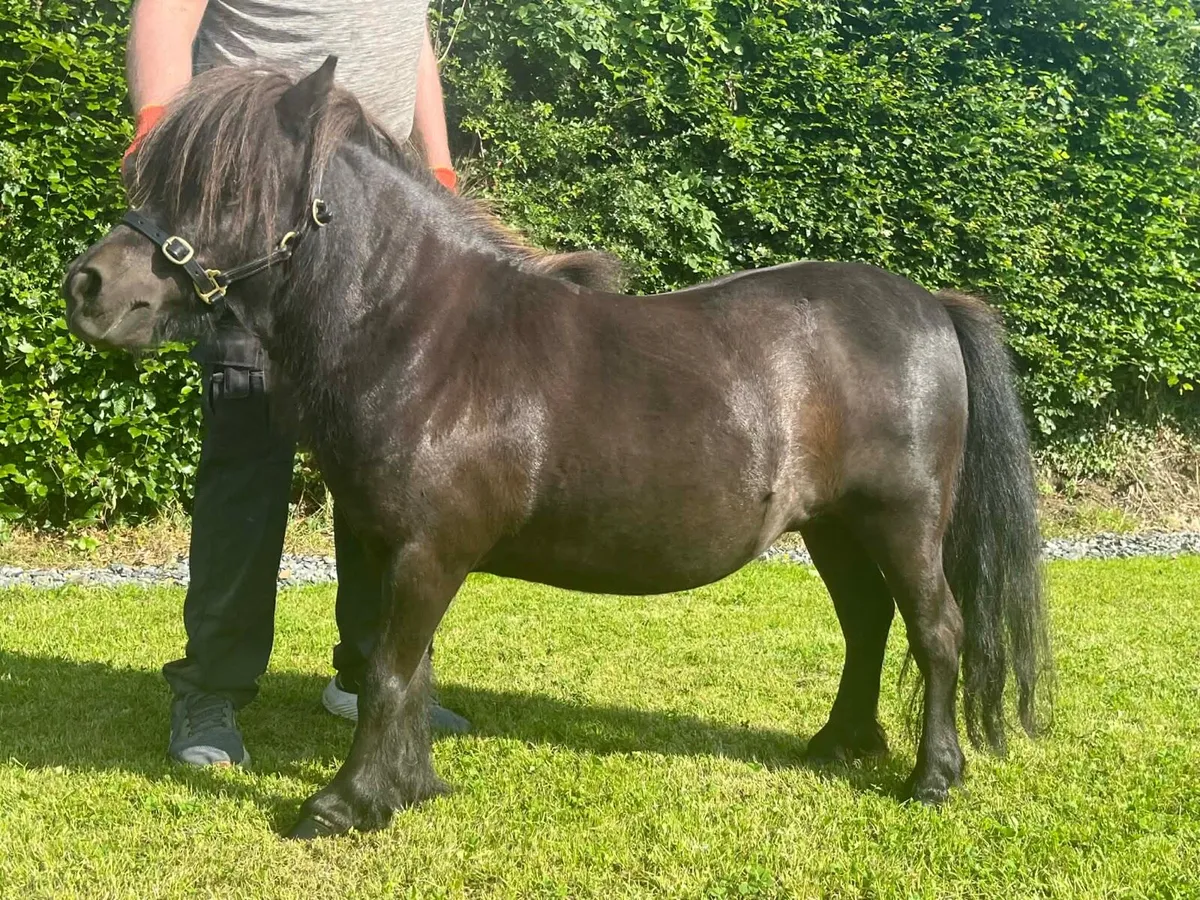 ⭐️Miniature Shetland Pony for sale⭐️ - Image 4