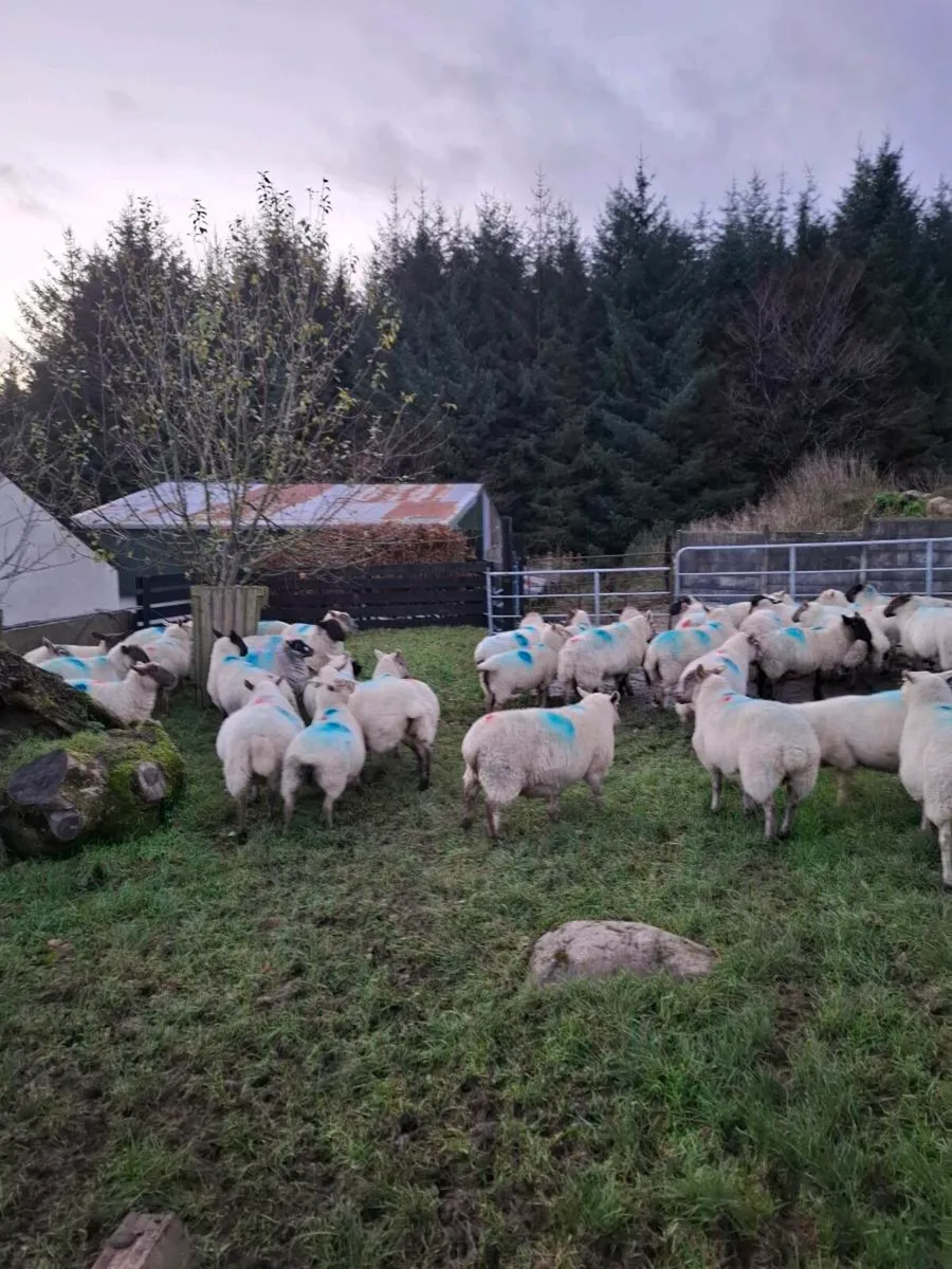 35 ewes Scanned in lamb - Image 1