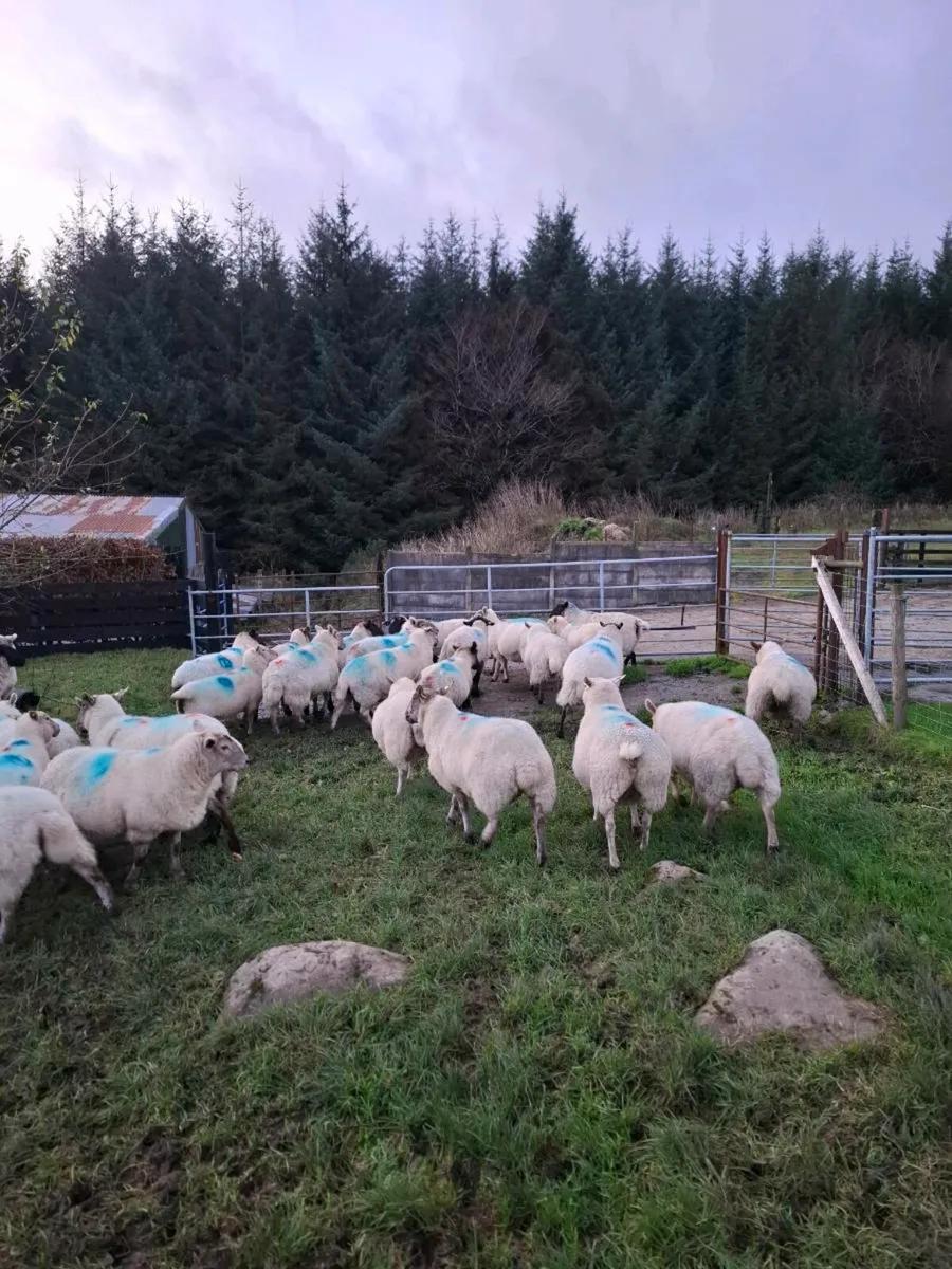 35 ewes Scanned in lamb - Image 2
