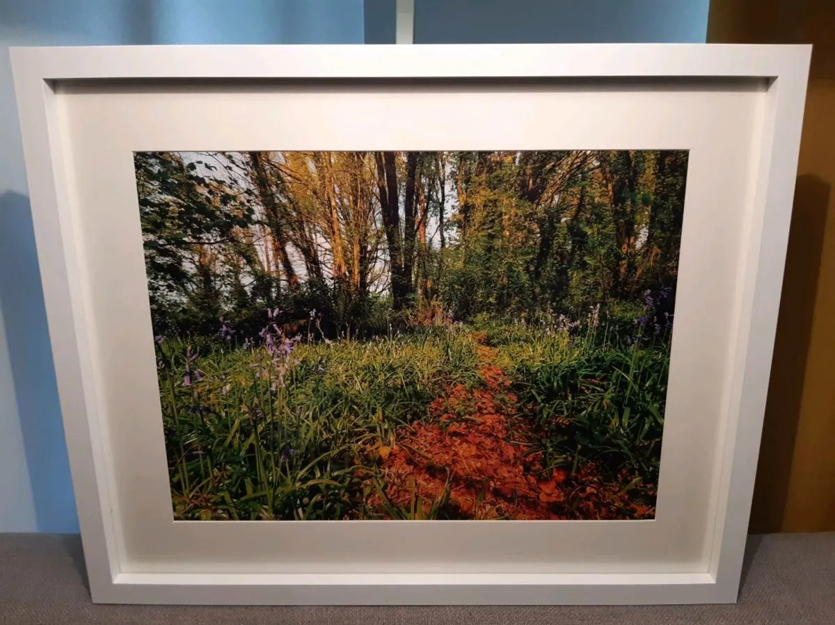 Ballyannan Woods - Image 1