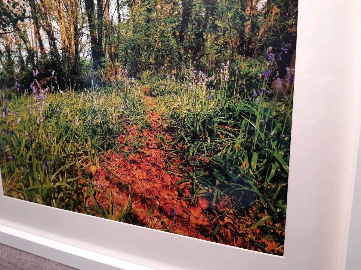 Ballyannan Woods - Image 2