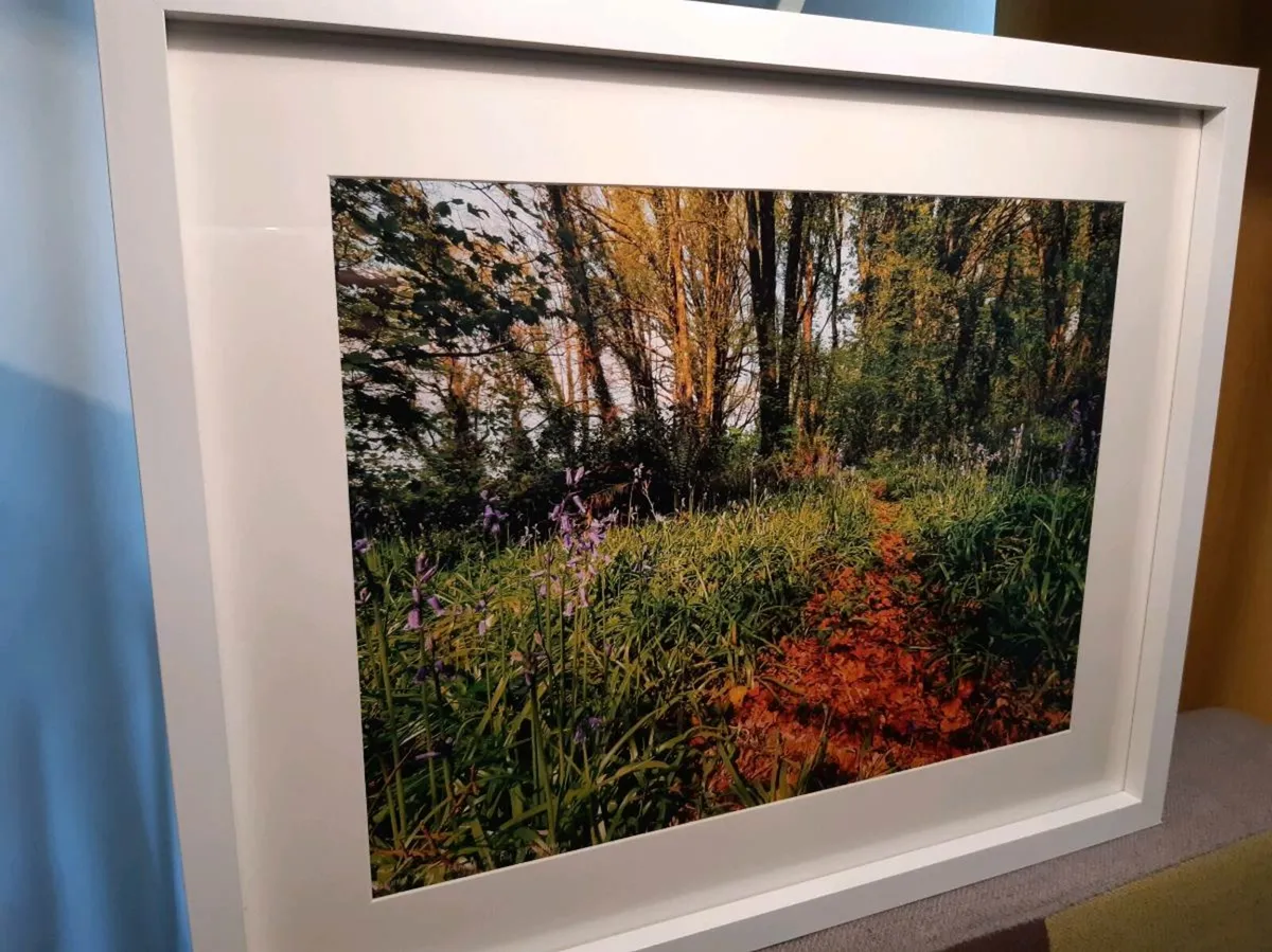 Ballyannan Woods - Image 3