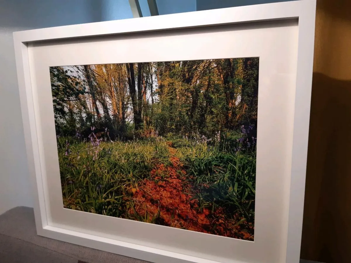 Ballyannan Woods - Image 4