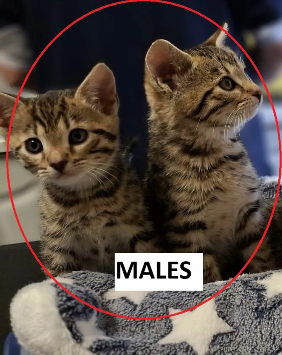 Bengal kittens - Image 1