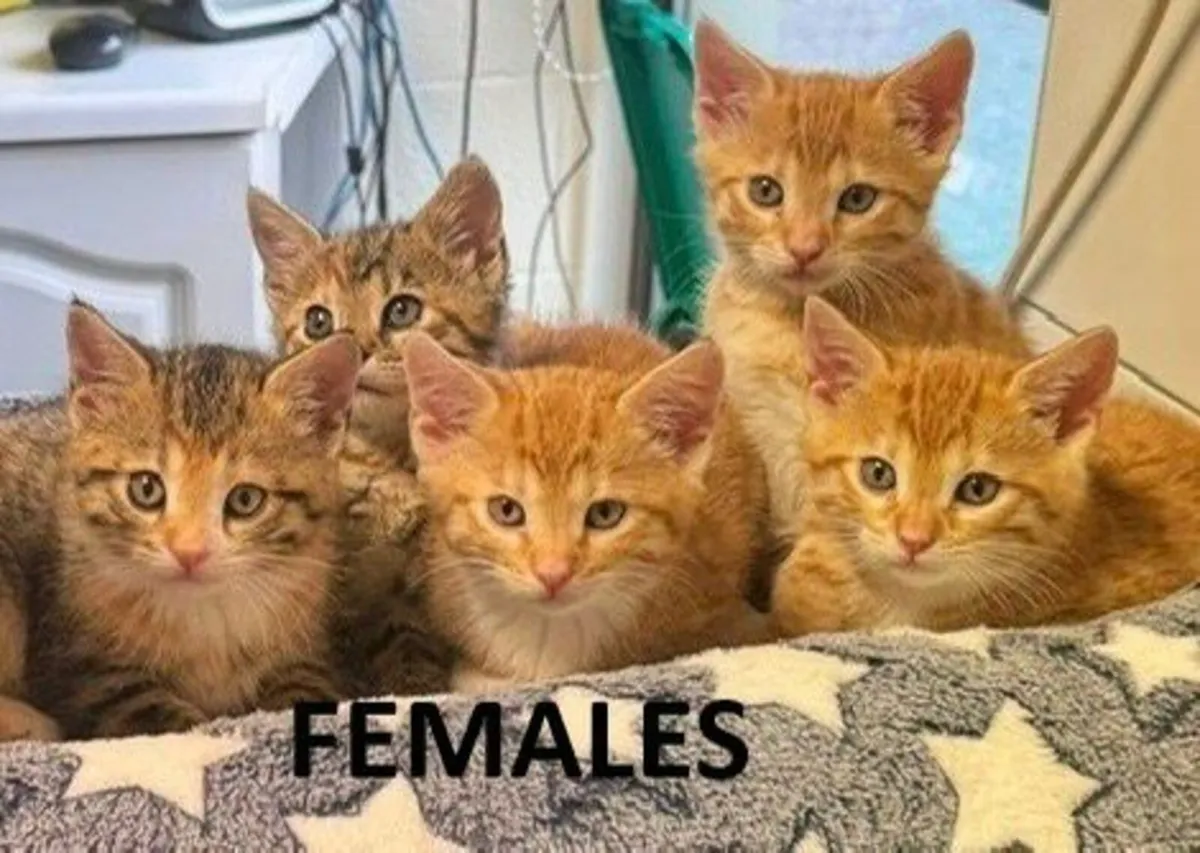 Bengal kittens - Image 3