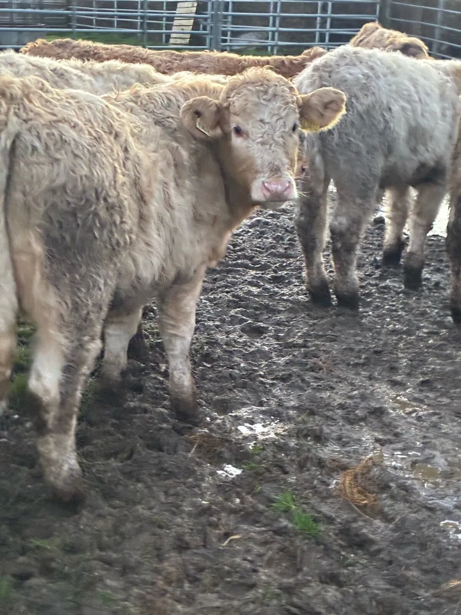 SUPER QUALITY CH/LMX BULLOCKS WEANLINGS - Image 2