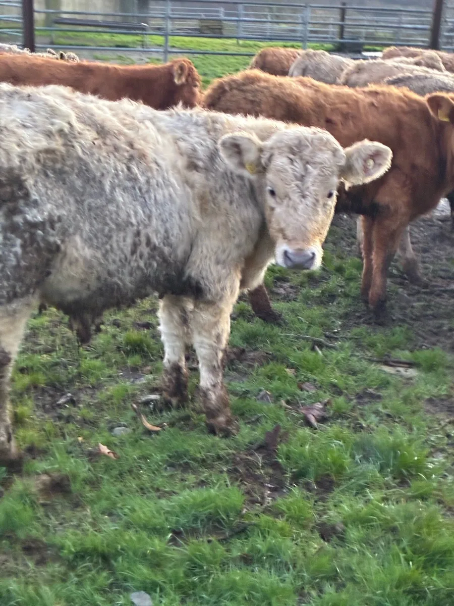 SUPER QUALITY CH/LMX BULLOCKS WEANLINGS - Image 3