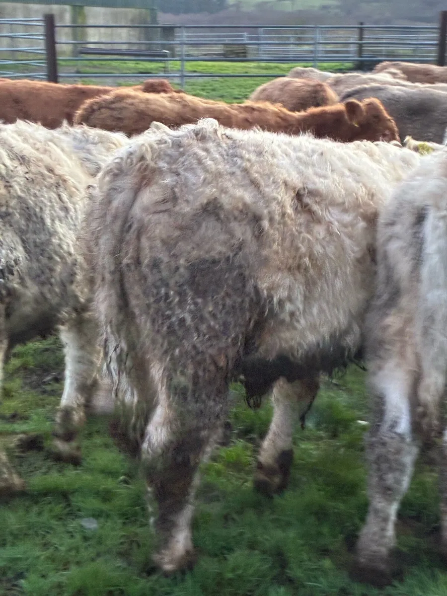 SUPER QUALITY CH/LMX BULLOCKS WEANLINGS - Image 4