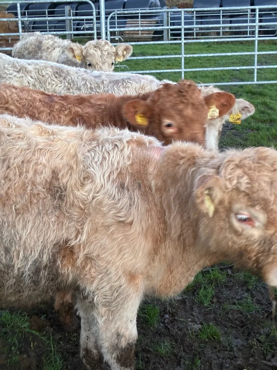 SUPER QUALITY CH/LMX BULLOCKS WEANLINGS - Image 1