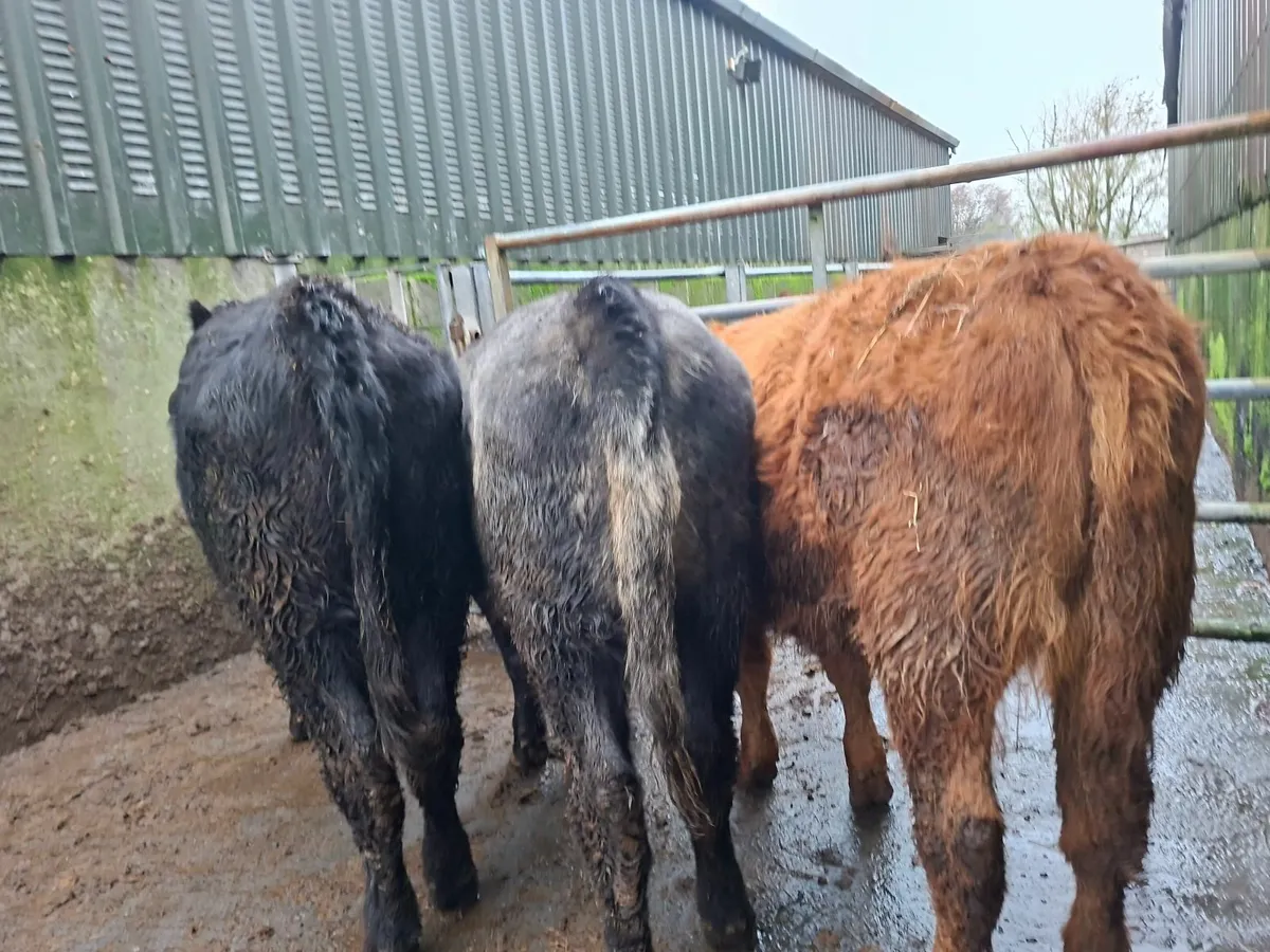 Angus Heifers - Image 2