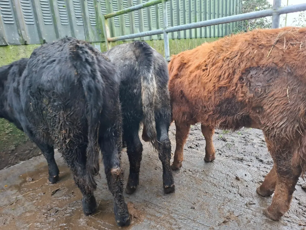 Angus Heifers - Image 3