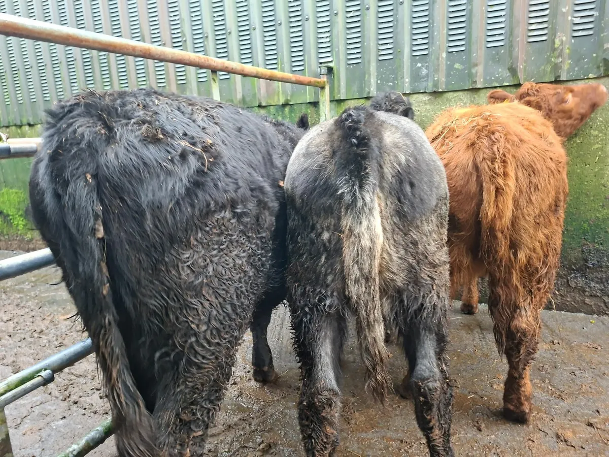 Angus Heifers - Image 4