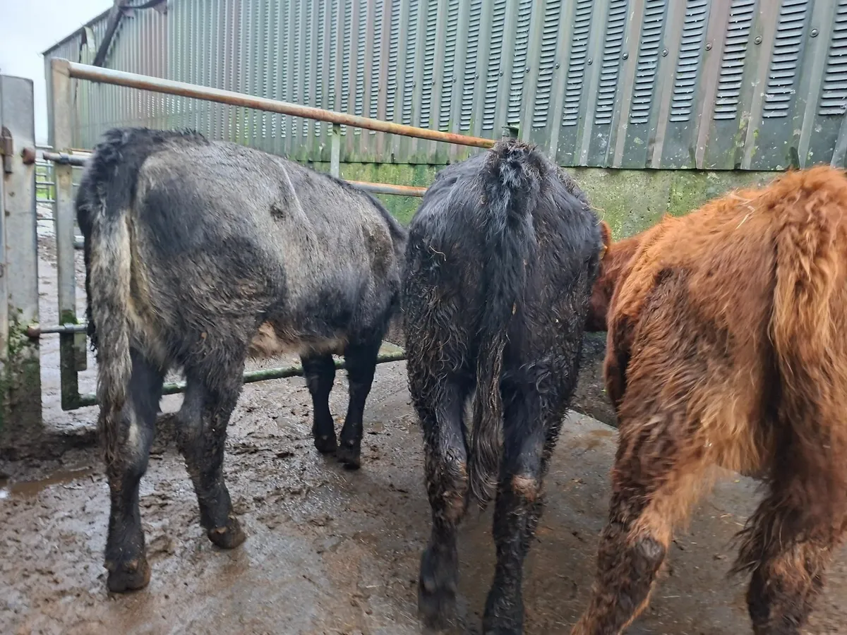 Angus Heifers - Image 1