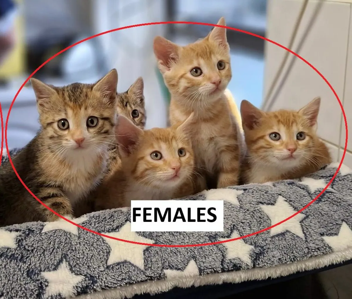 Bengal kittens - Image 4