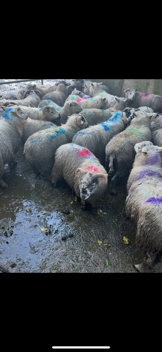 70 Store lambs - Image 2