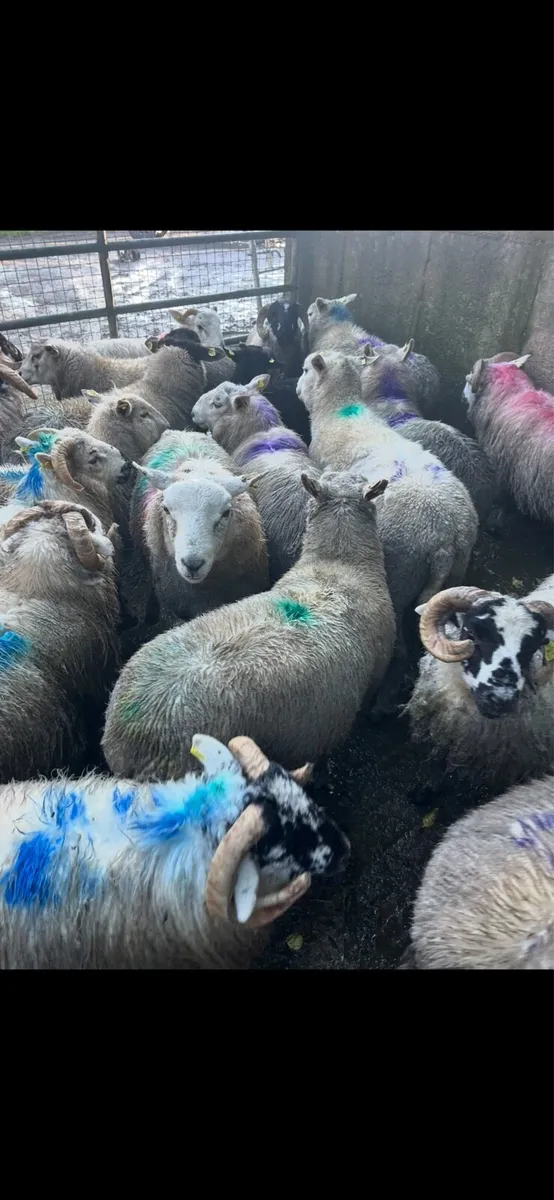 70 Store lambs - Image 1