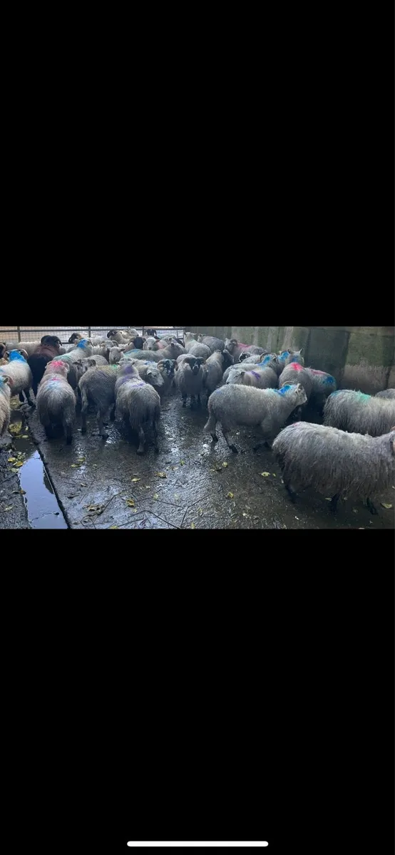 70 Store lambs - Image 3