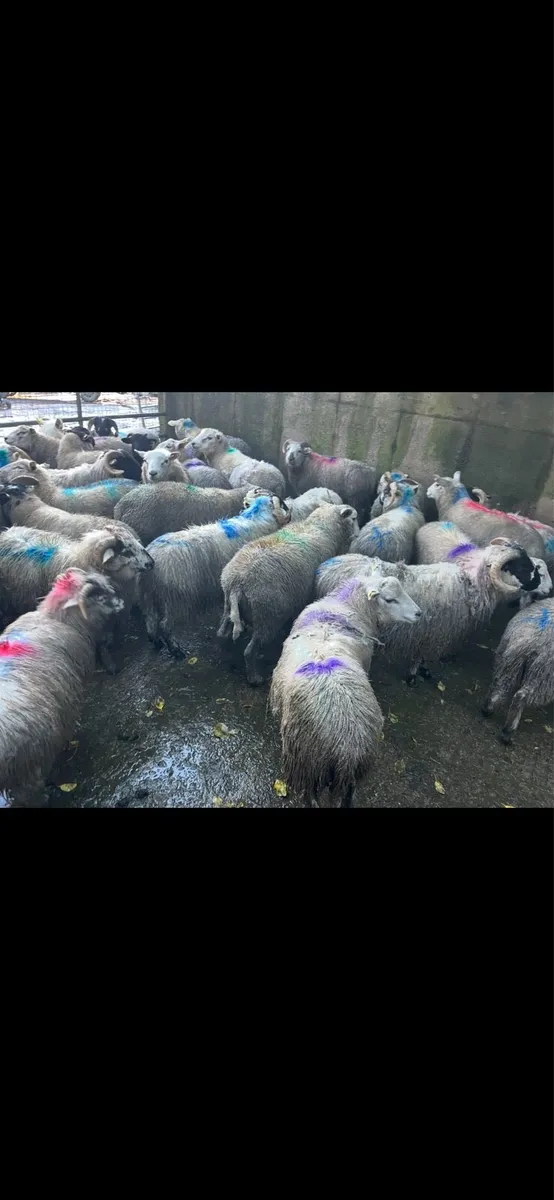70 Store lambs - Image 4