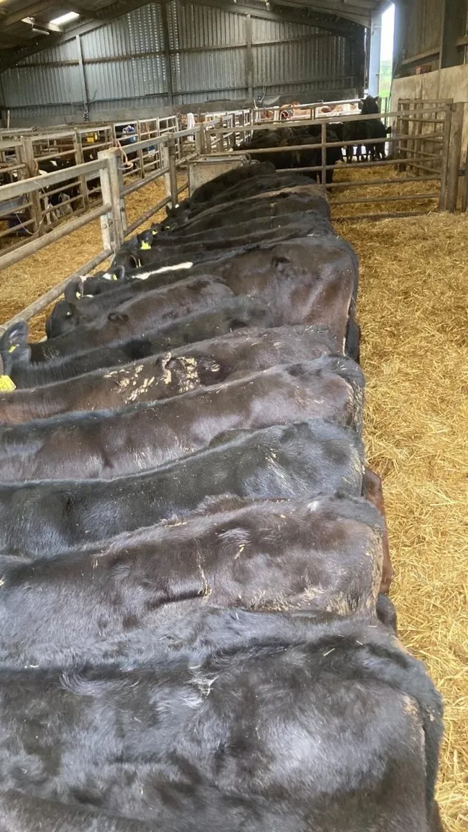 20 Angus bull calves - Image 1