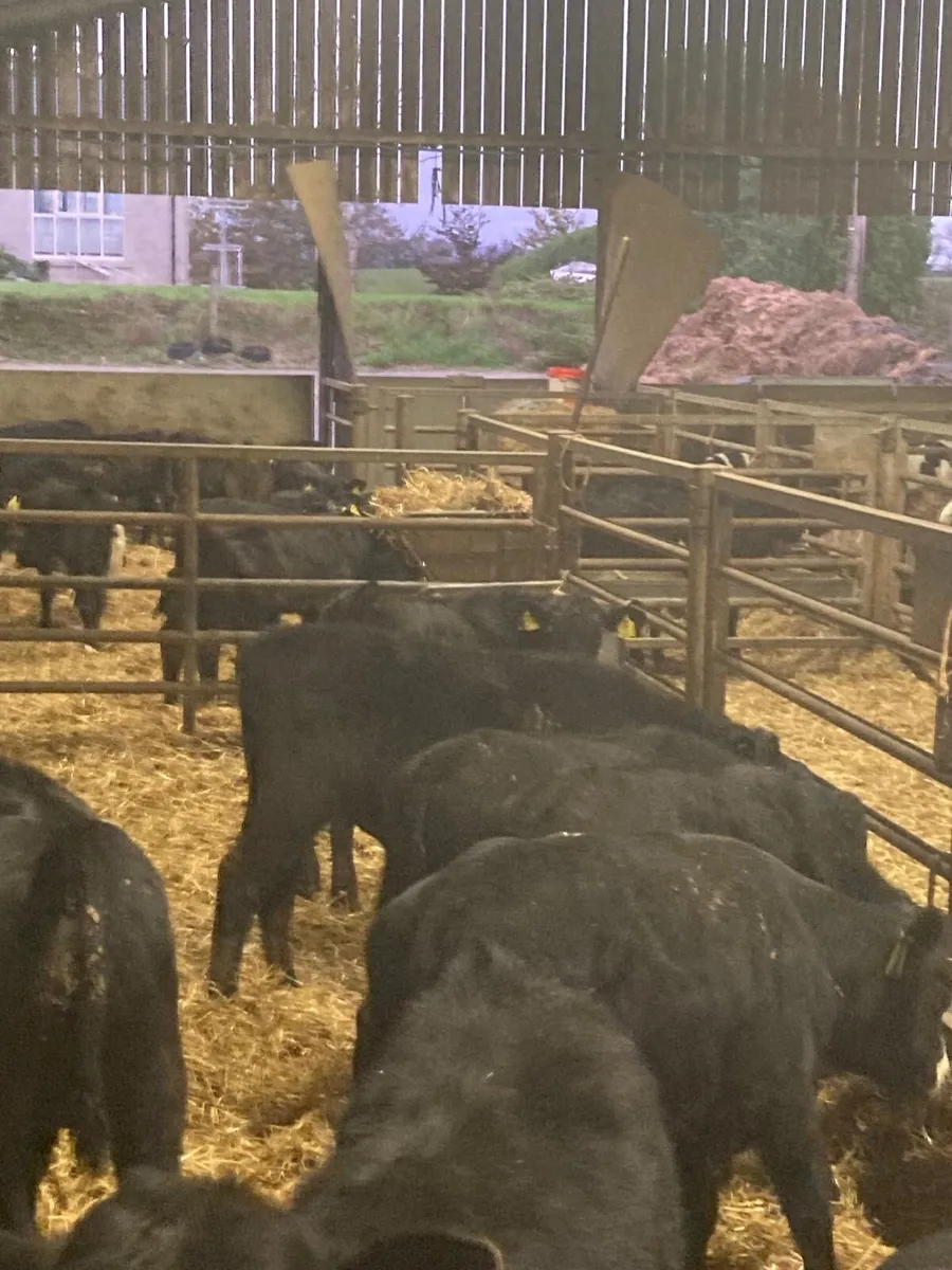 20 Angus bull calves - Image 2