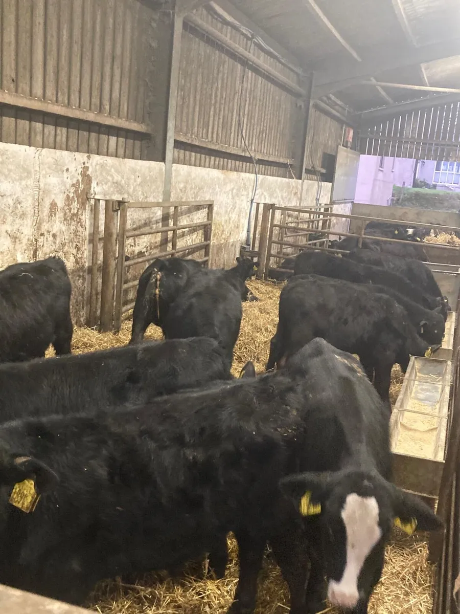 20 Angus bull calves - Image 3