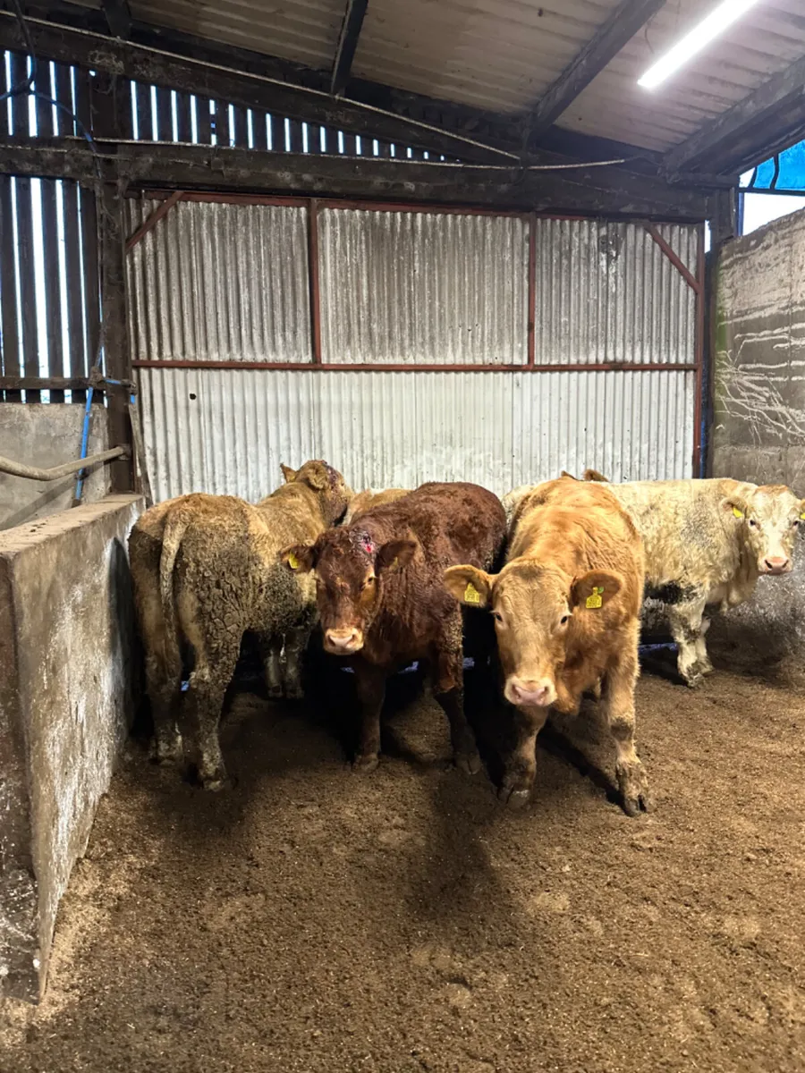 Forward Charolais and lim bullocks - Image 3