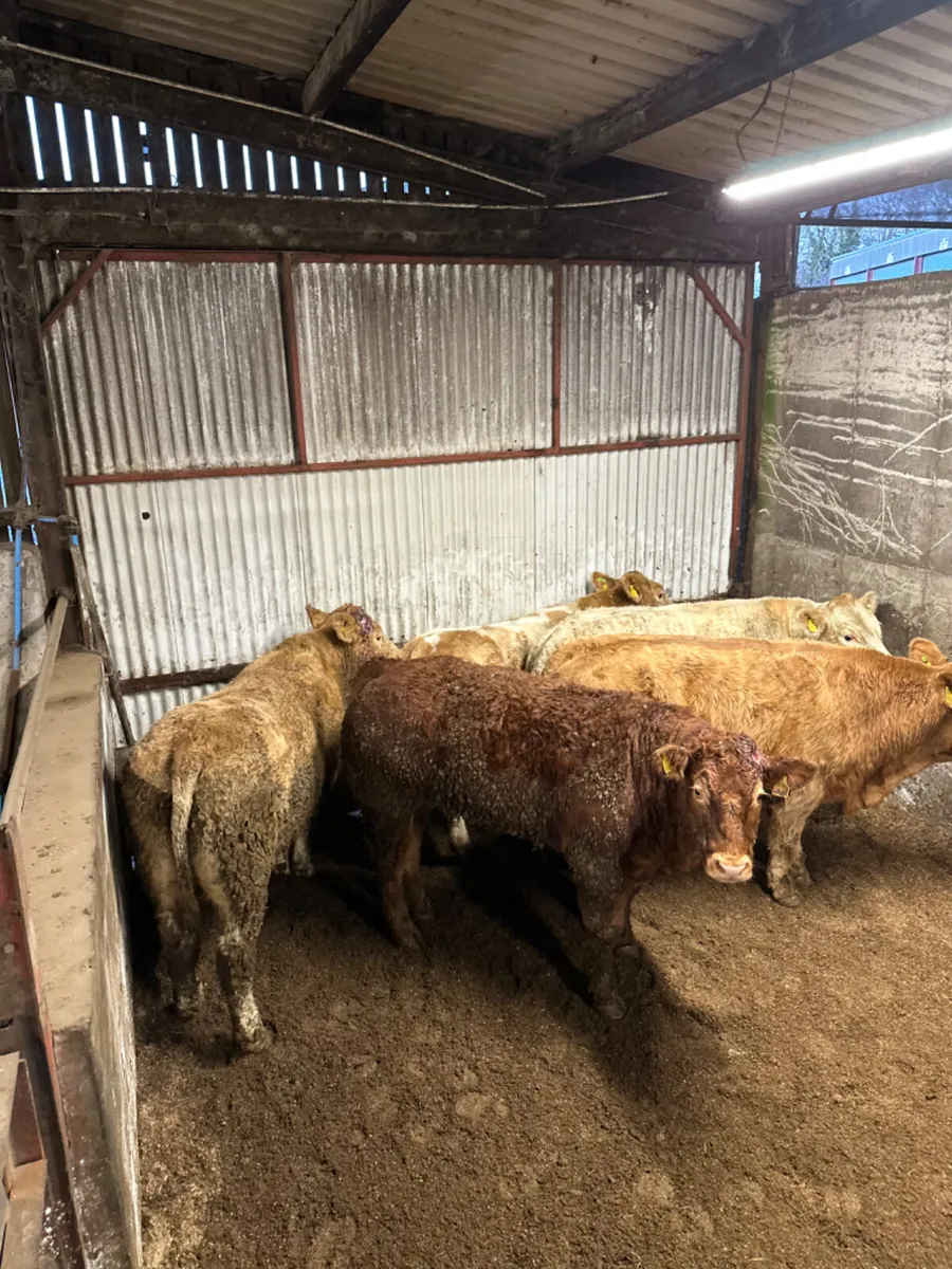 Forward Charolais and lim bullocks - Image 1