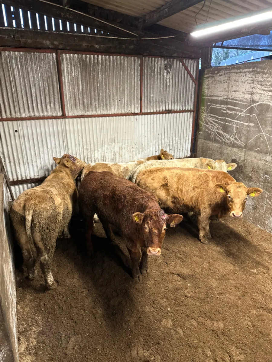 Forward Charolais and lim bullocks - Image 4