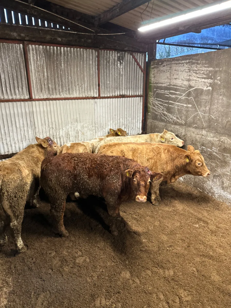 Forward Charolais and lim bullocks - Image 2