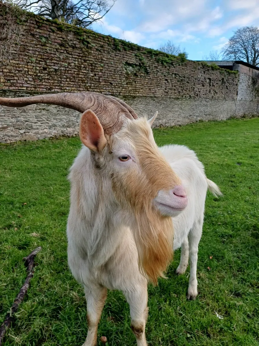 Breeding Saanen Buck - Image 2