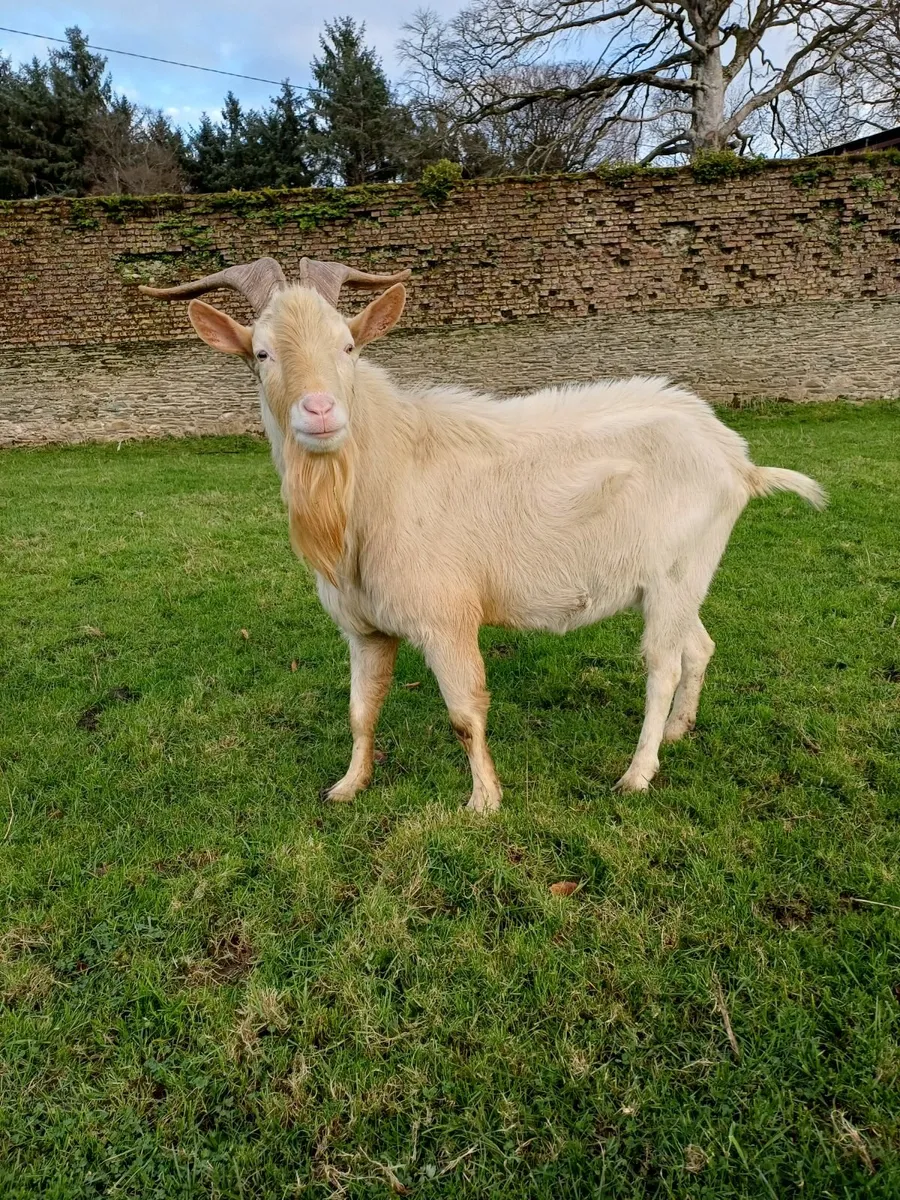 Breeding Saanen Buck - Image 3