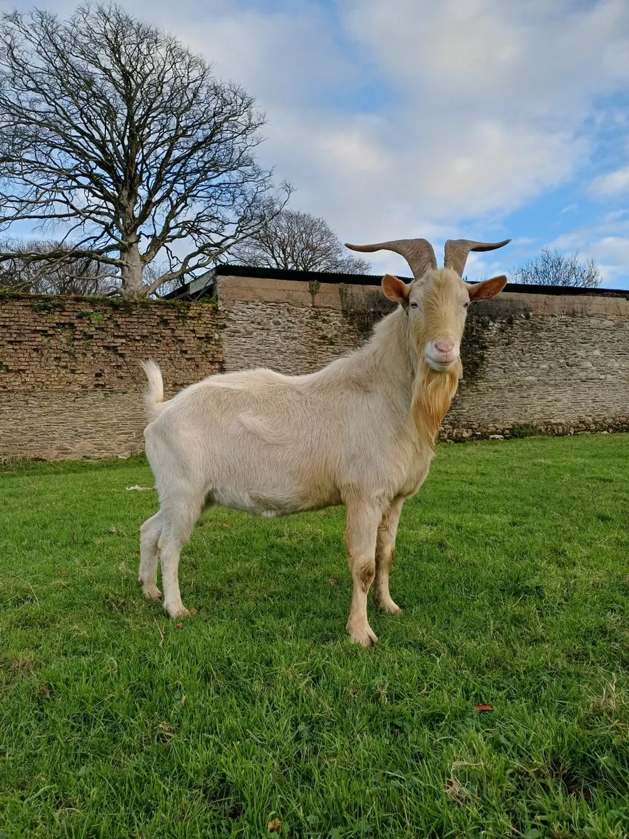 Breeding Saanen Buck - Image 1