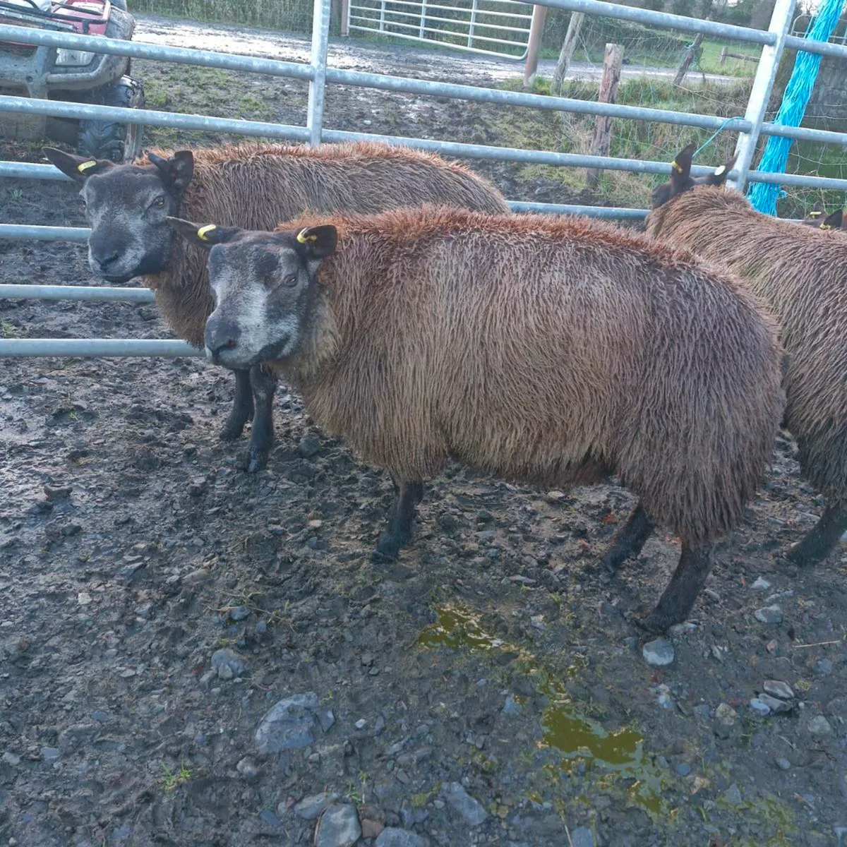 Pbr Blue texel rams 🌟 🌟🌟🌟🌟 - Image 2