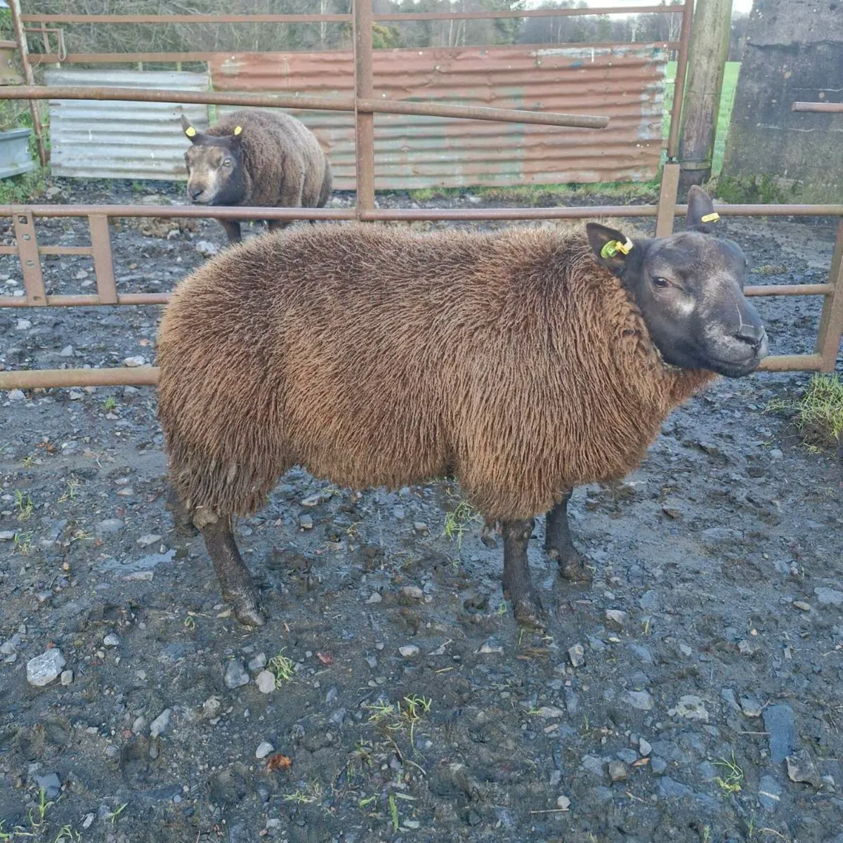 Pbr Blue texel rams 🌟 🌟🌟🌟🌟 - Image 3