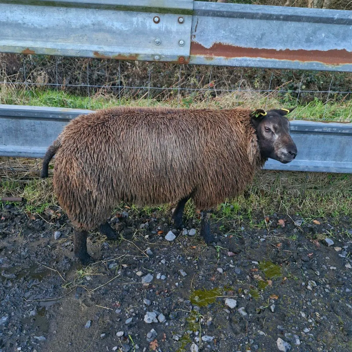 Pbr Blue texel rams 🌟 🌟🌟🌟🌟 - Image 1