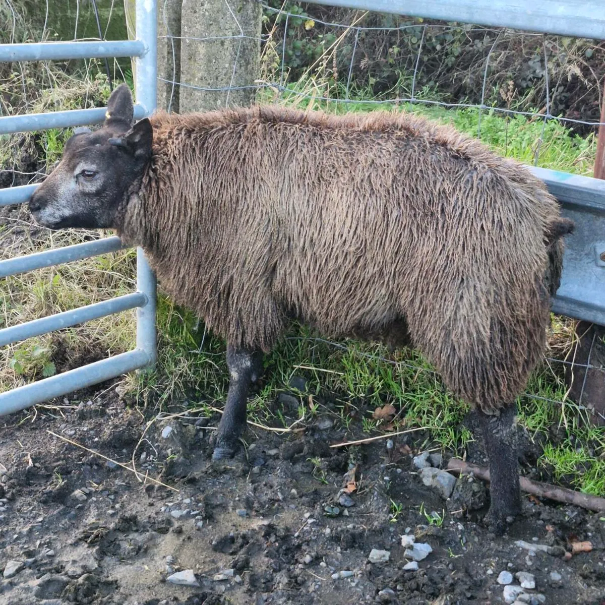 Pbr Blue texel rams 🌟 🌟🌟🌟🌟 - Image 4