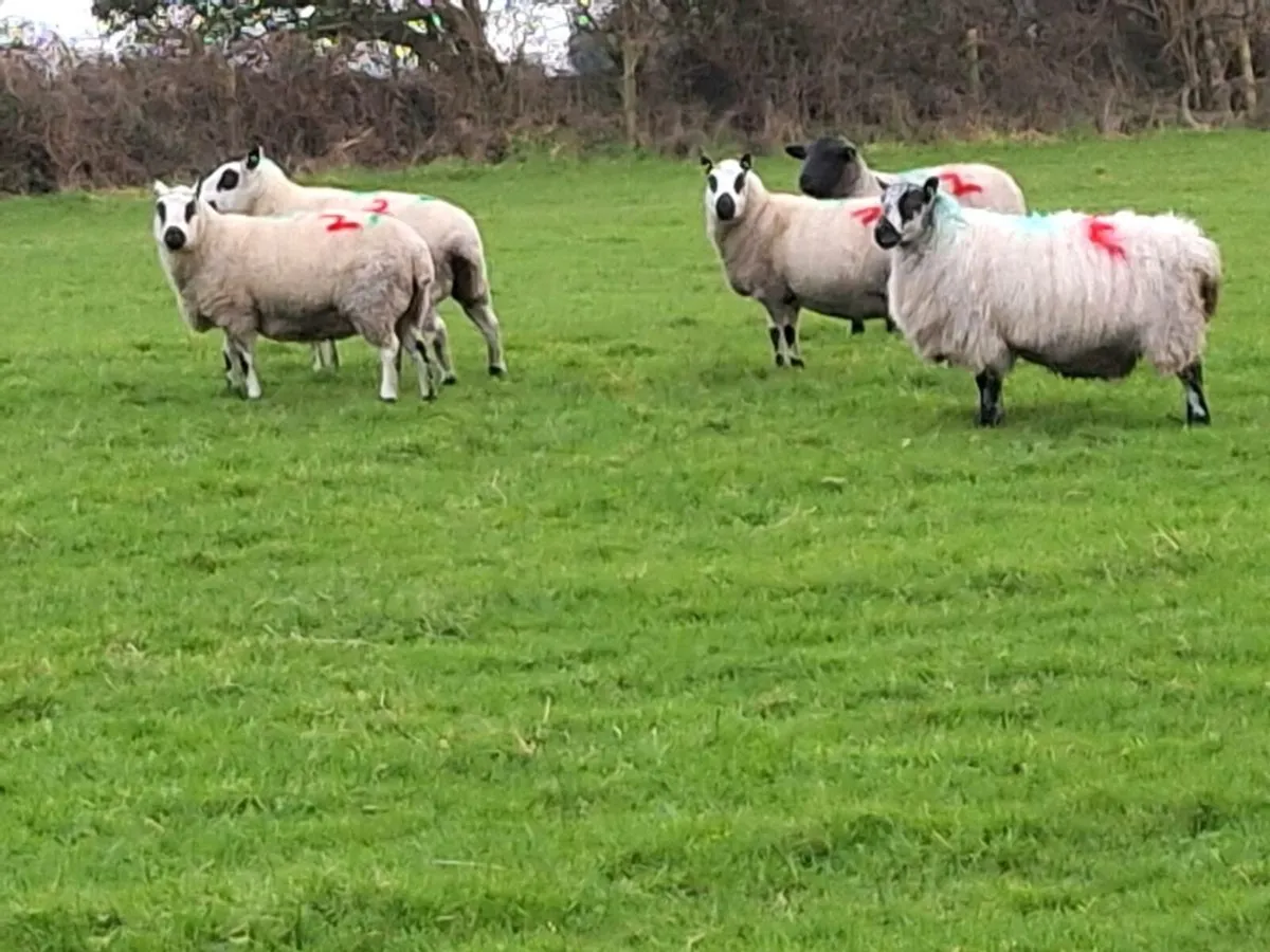 Inlamb ewes - Image 1