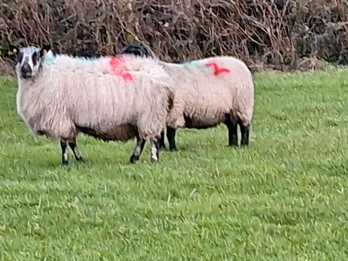 Inlamb ewes - Image 2