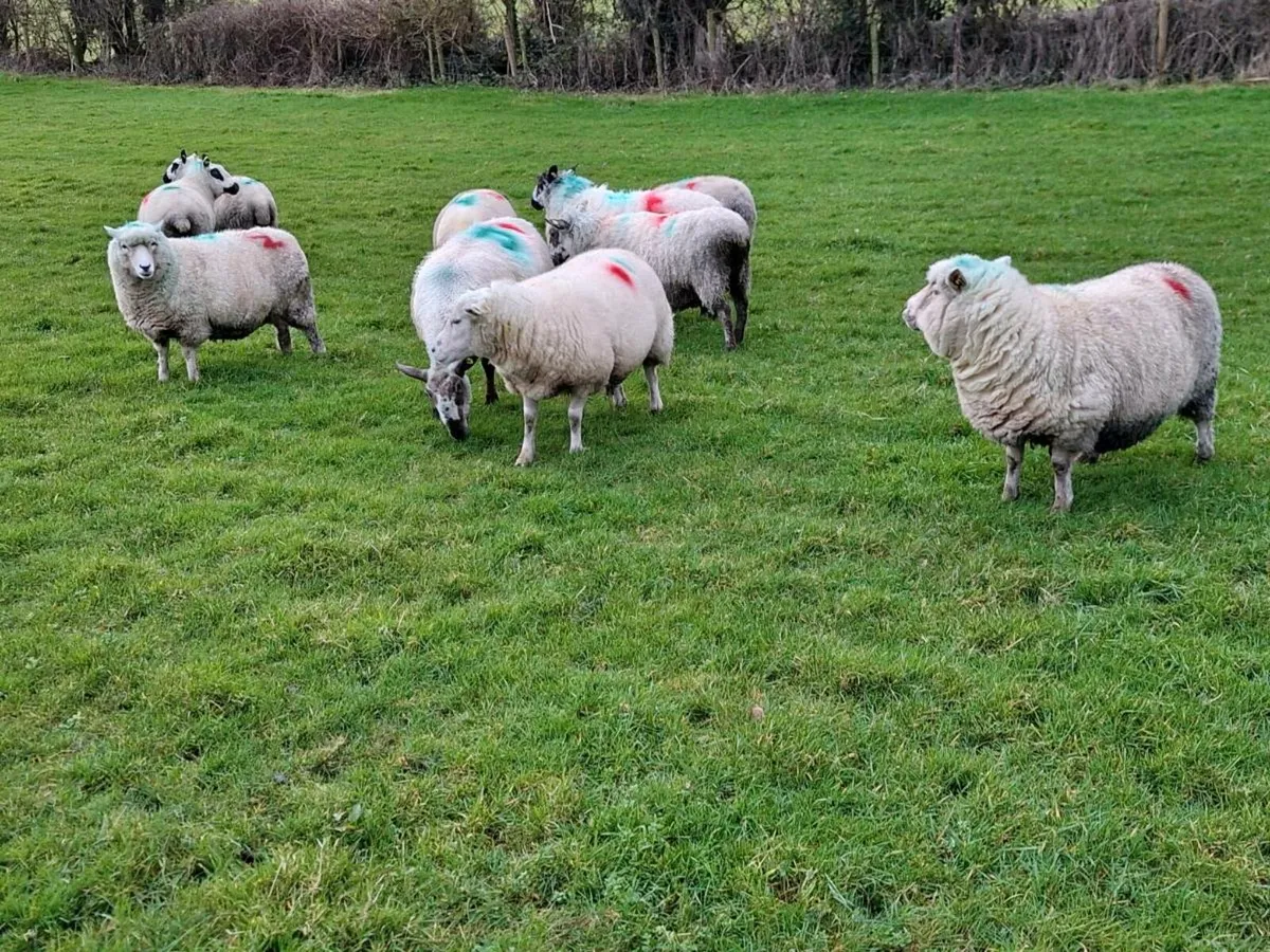 Inlamb ewes - Image 3