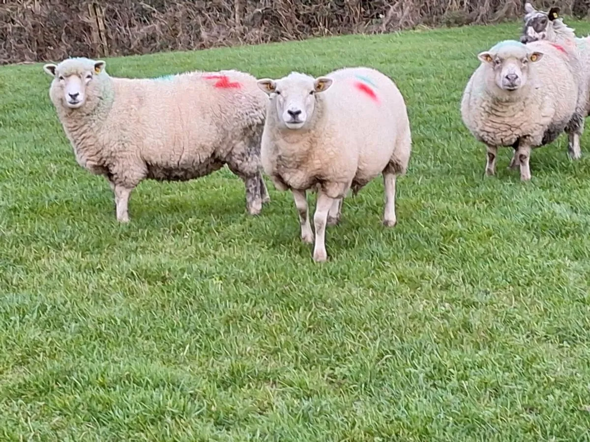 Inlamb ewes - Image 4