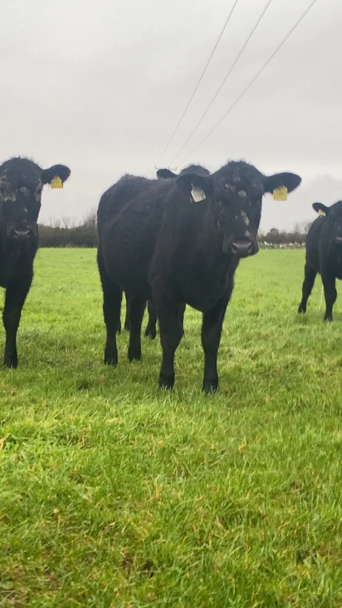 Angus heifers for sale - Image 1