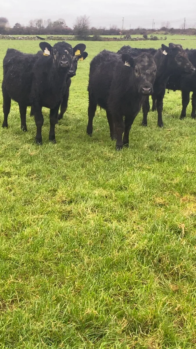 Angus heifers for sale - Image 2