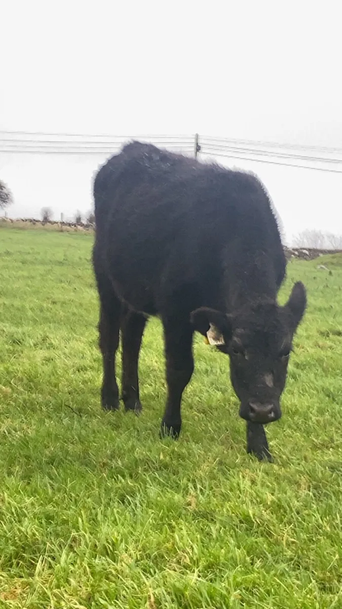 Angus heifers for sale - Image 3