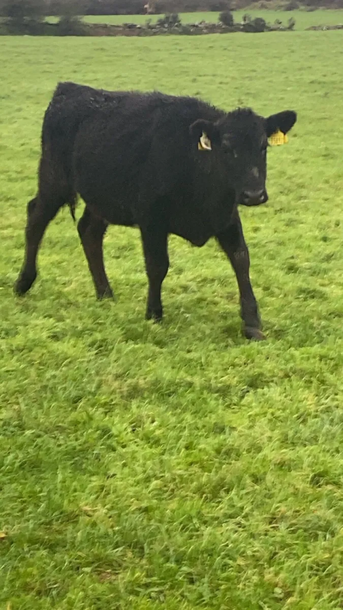 Angus heifers for sale - Image 4