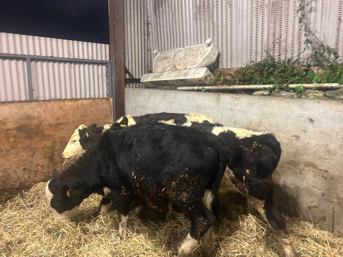 3 super Simmental weanling heifers - Image 2