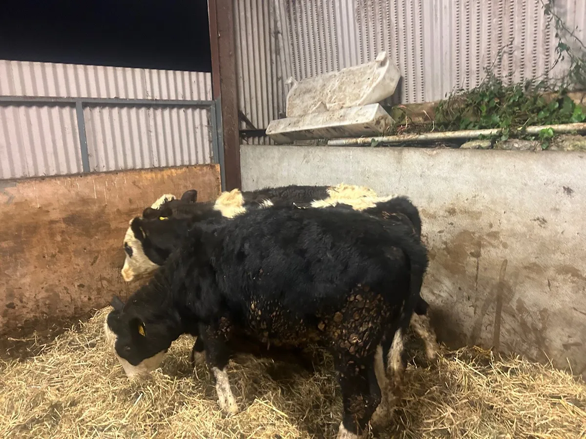 3 super Simmental weanling heifers - Image 3
