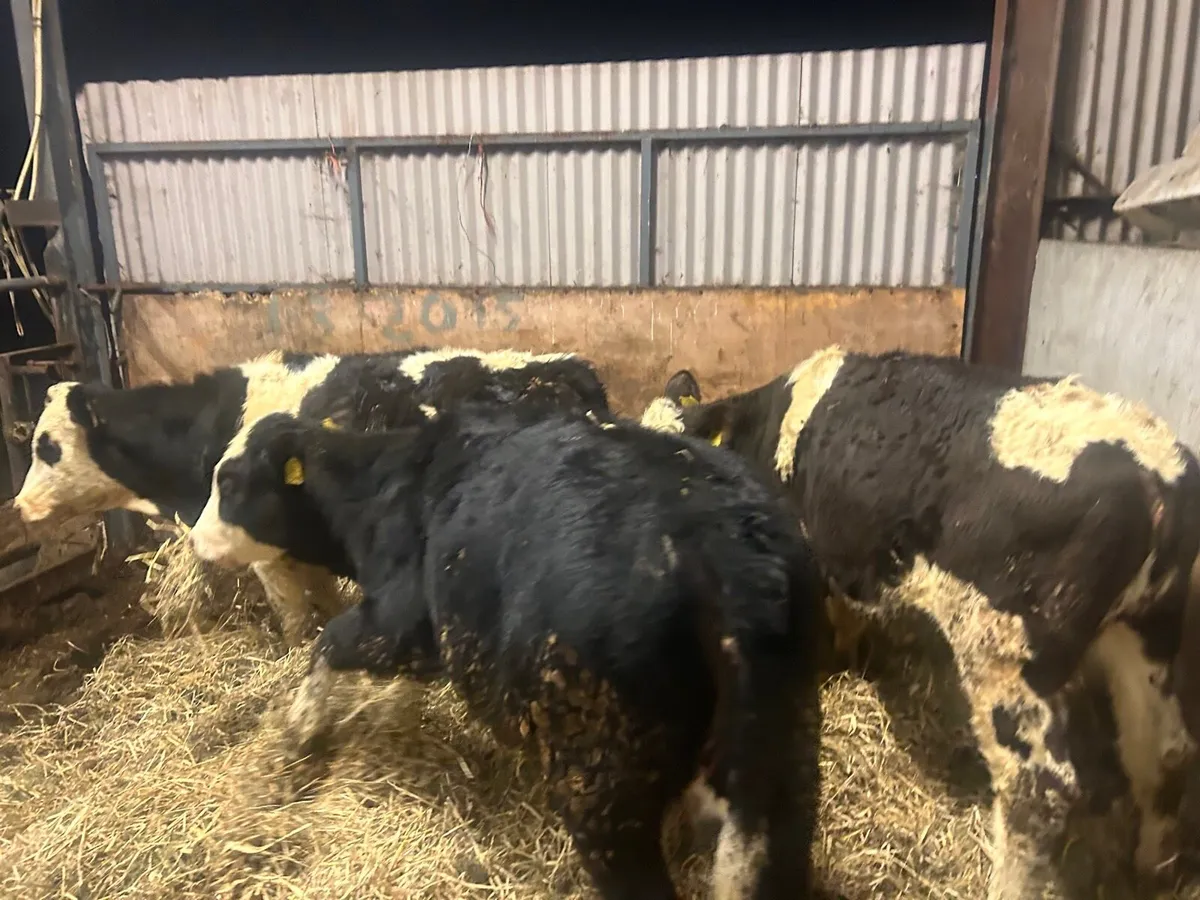 3 super Simmental weanling heifers - Image 4