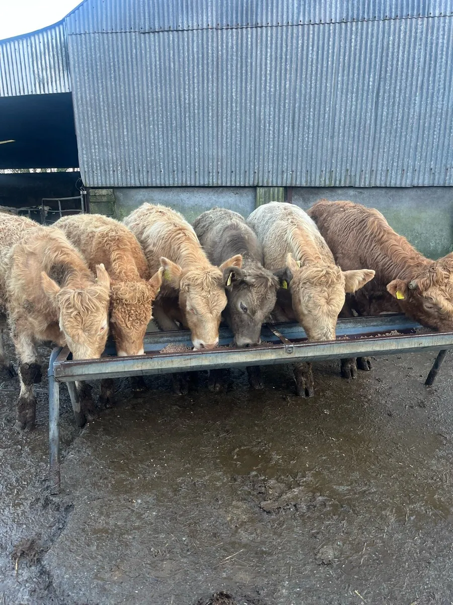 6 CH Bullocks - Image 1