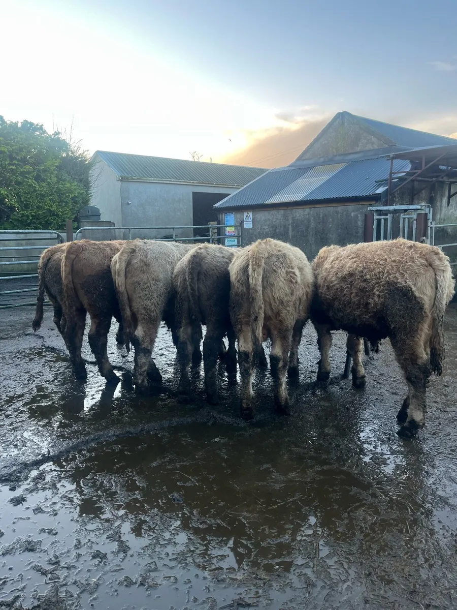 6 CH Bullocks - Image 2